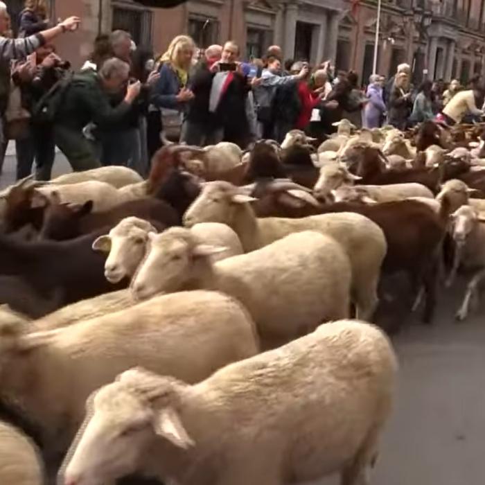 Mii de oi au invadat duminică centrul Madridului 
