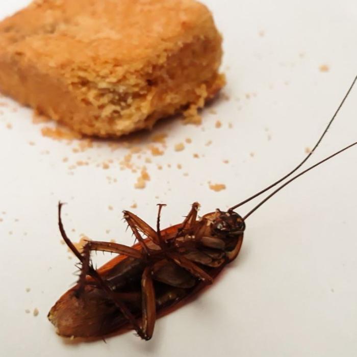 Gândacii de bucătărie, o problemă enervantă. Scapă pentru totdeauna de insecte, cu aceste metode eficiente