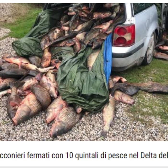 Italia. Trei români, prinși cu o tonă de pește în portbagaj. Nu aveau plase de pescuit în mașină: „Probabil au folosit dispozitive cu electroșoc”