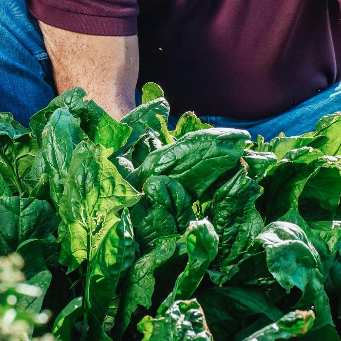 Alertă sanitară: Spanac toxic. Provoacă halucinații și delir. „Oamenii sunt destul de bolnavi, văd lucruri care nu sunt acolo“