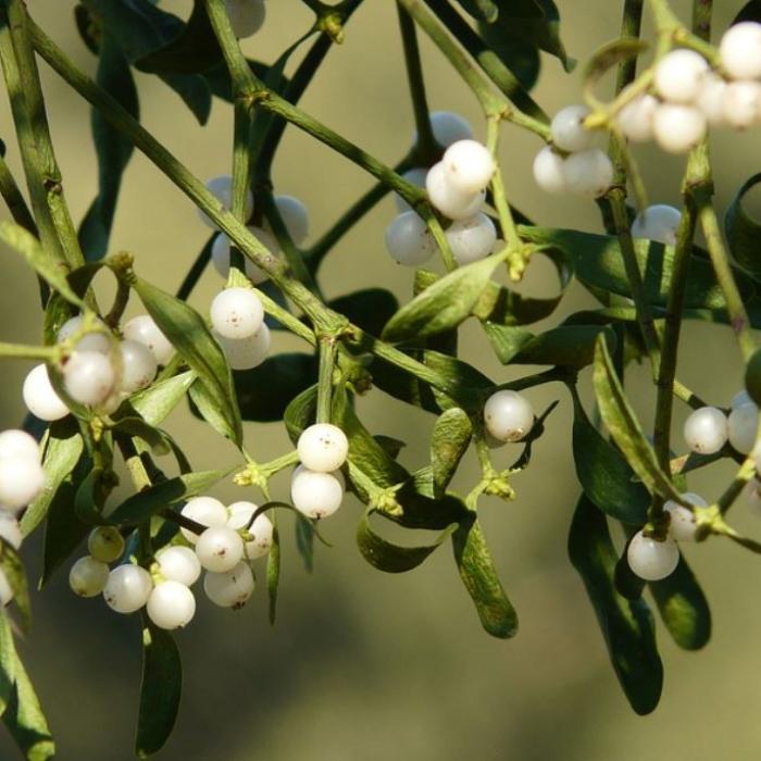 Vâscul, pus în casă de Revelion, aduce sănătate și belșug. Ce riști să pățești dacă nu respecți tradiția