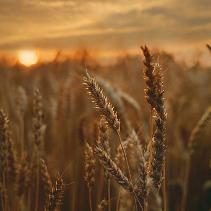 Ucraina și ONU cer prelungirea acordului de export de cereale din Marea Neagră