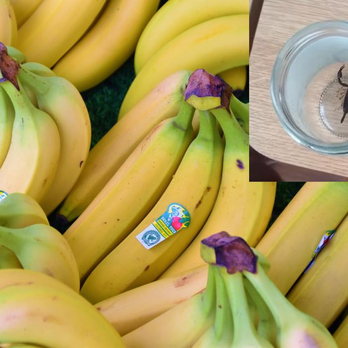 O femeie a fost înțepată de un scorpion, după ce a cumpărat banane de la Lidl