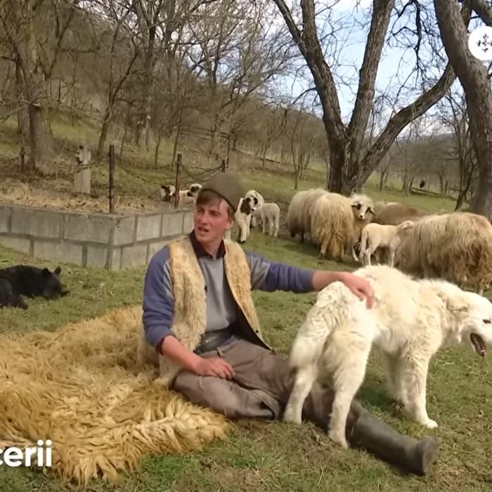 Ciobanul Ionuț Lazăr s-a întors din străinătate: "Eu atâția bani am strâns, m-am întors de dor". Mesaj pentru toți românii din Diaspora