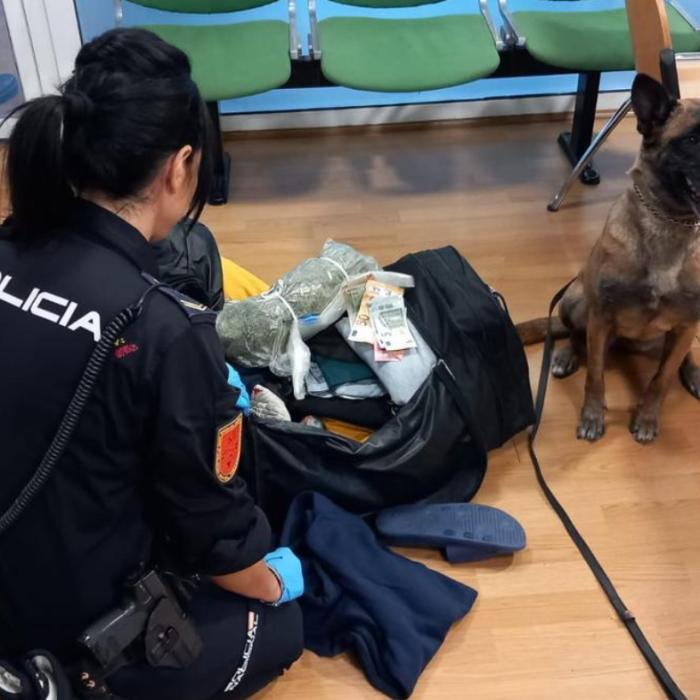 Spania. Un câine de poliție a detectat o geantă care conținea 429 de grame de marijuana într-un autobuz care se îndrepta spre România
