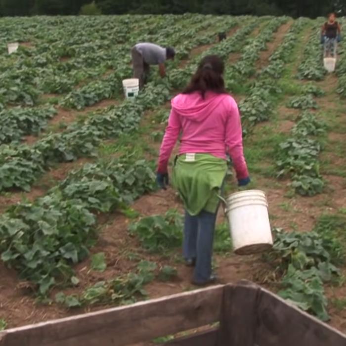 Sute de mii de copii pleacă la muncă prea devreme din cauza sărăciei. Fenomenul, din România, până în Maroc
