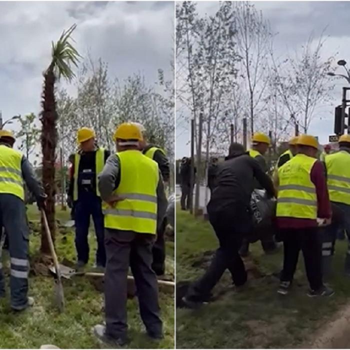 Scandal după ce Negoiță a plantat palmieri la Piața Unirii: Nicușor Dan îi scoate din pământ: „O să se pomenească cu ei”/„Este circ ieftin”- VIDEO