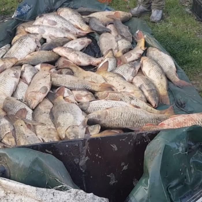 Braconieri români, arestați în Italia: Foloseau metode extrem de periculoase de pescuit. Peștele ajungea pe piață, în România