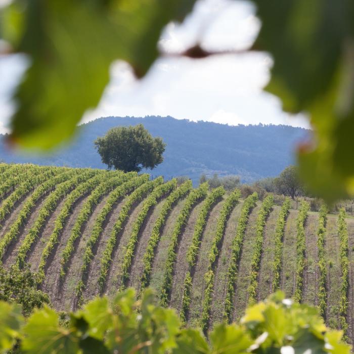 Producţia de fructe în Italia, în criză după inundaţiile din regiunea Emilia-Romagna