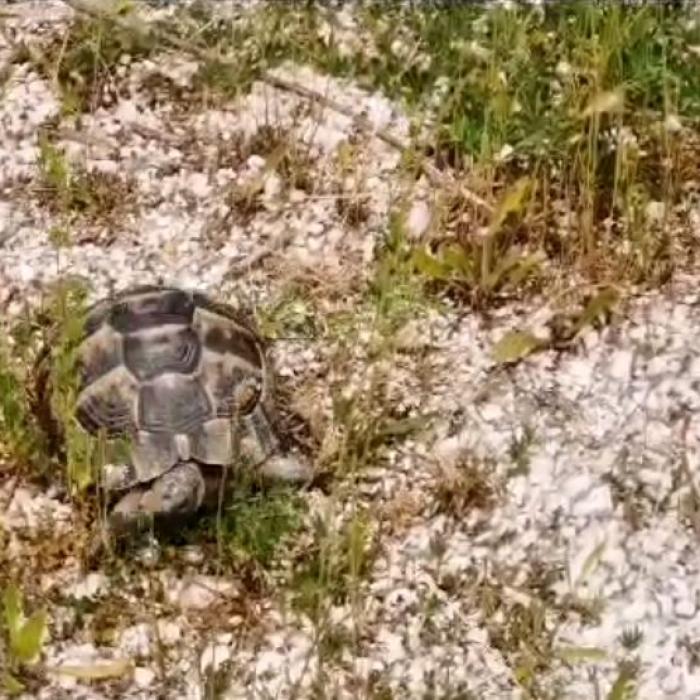 O broască țestoasă dobrogeană, deținută ilegal de un român, eliberată de autorități