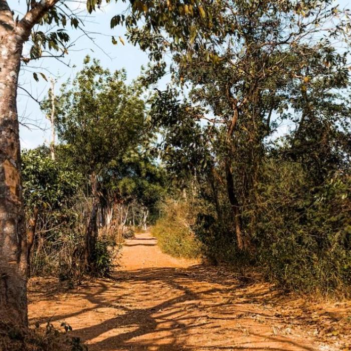 S-a elucidat misterul româncei găsită moartă lângă un măslin, în Spania