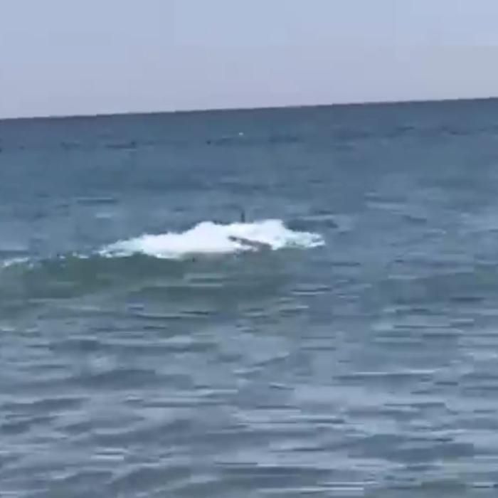 Panică pe o plajă din Spania: doi rechini au speriat turiștii, care au reușit să iasă la timp din apă