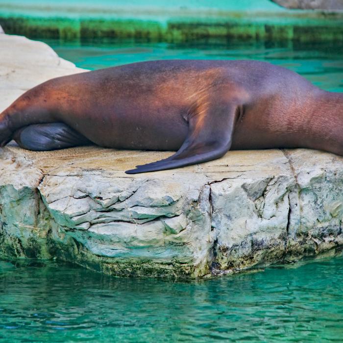 Un leu de mare, de la un parc de distracții din Spania, aproape a strivit o angajată în timp ce încerca să evadeze 