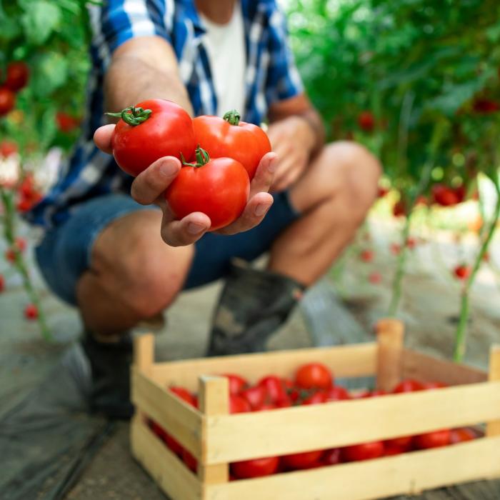 Cât pesticid se folosește în România pe culturile agricole? Ministrul Agriculturii a venit cu date concrete 