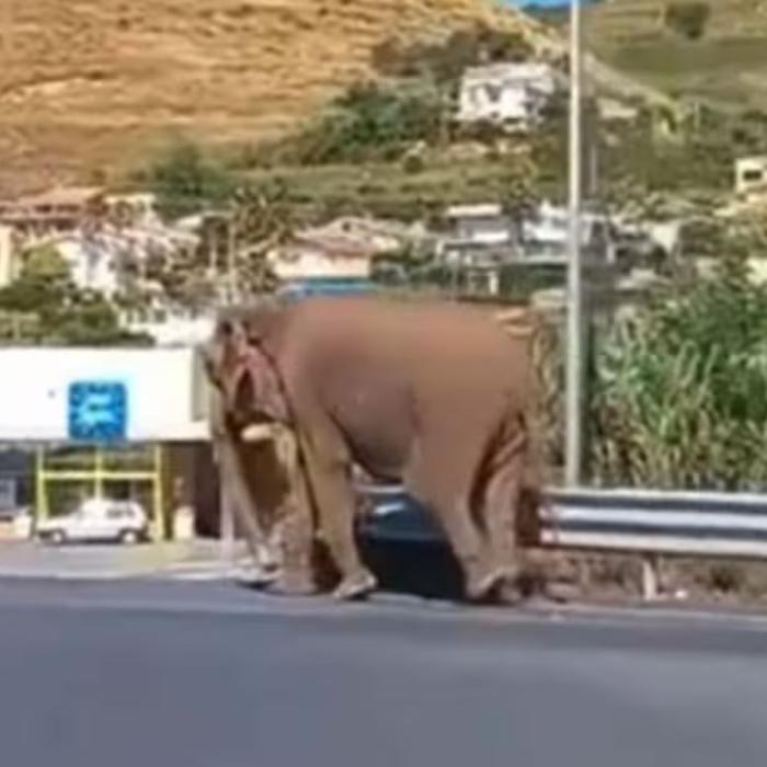 Video viral: Un elefant a fugit de la circ și a mers la un supermarket, în Italia