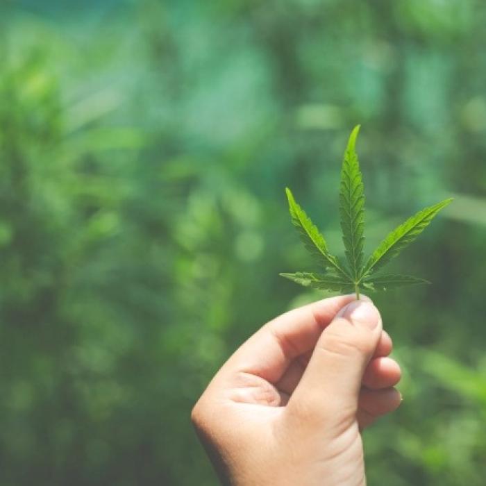 Germania legalizează canabisul pentru uz personal