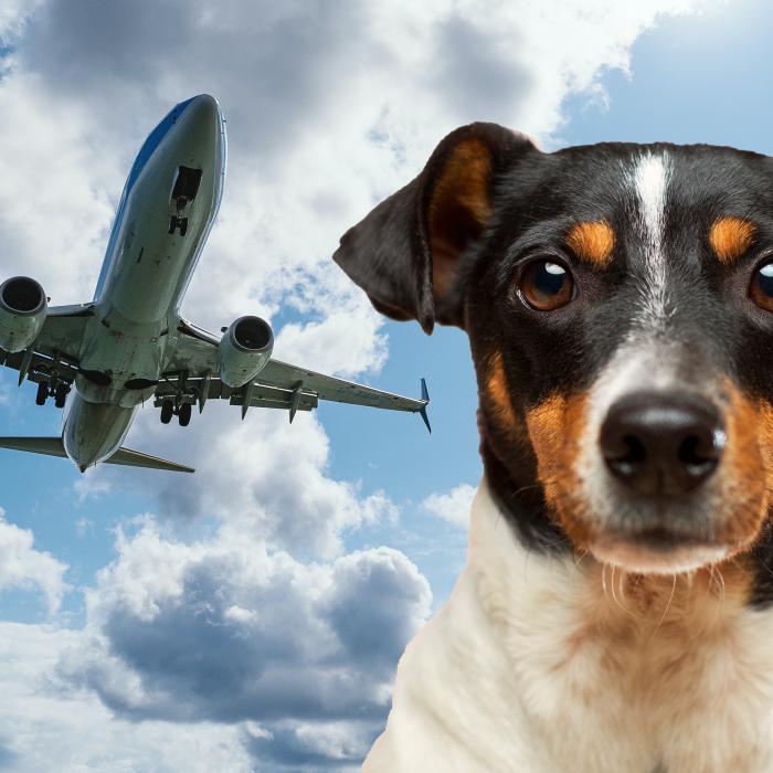 O companie aeriană a pierdut câinele unui pasager la aeroport. Paula: "Mi-au spus dezinteresați că Maia a fugit"