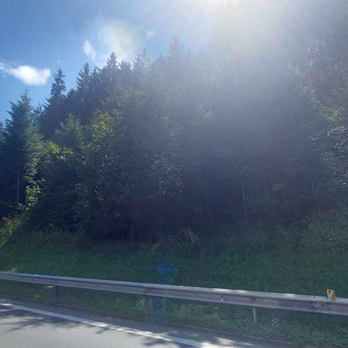 Român, dispariție misterioasă într-o pădure din Germania: Căutat de 70 de oameni, a apărut după trei ore: "Era vizibil în stare de șoc"