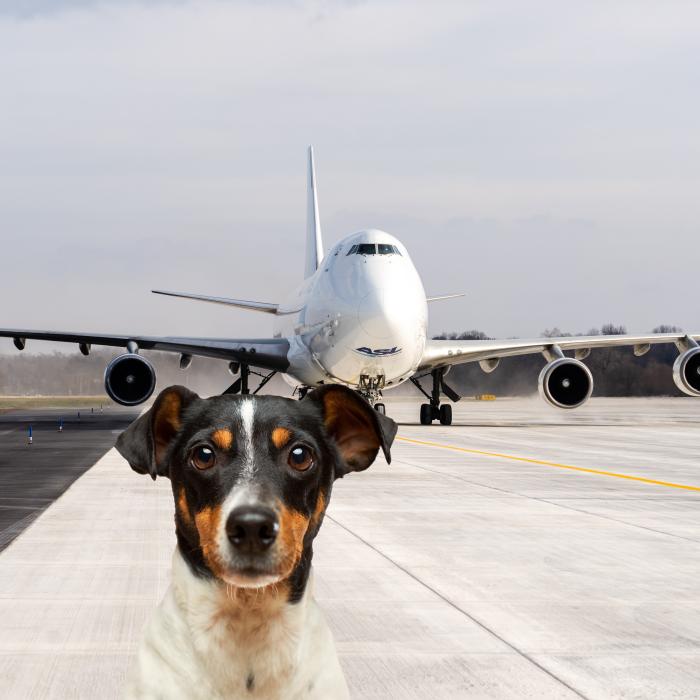 Un câine a împiedicat aterizarea unui avion din cauză că nu a putut nimeni să-l prindă de pe pistă. „Mi-am spus o mică rugăciune”