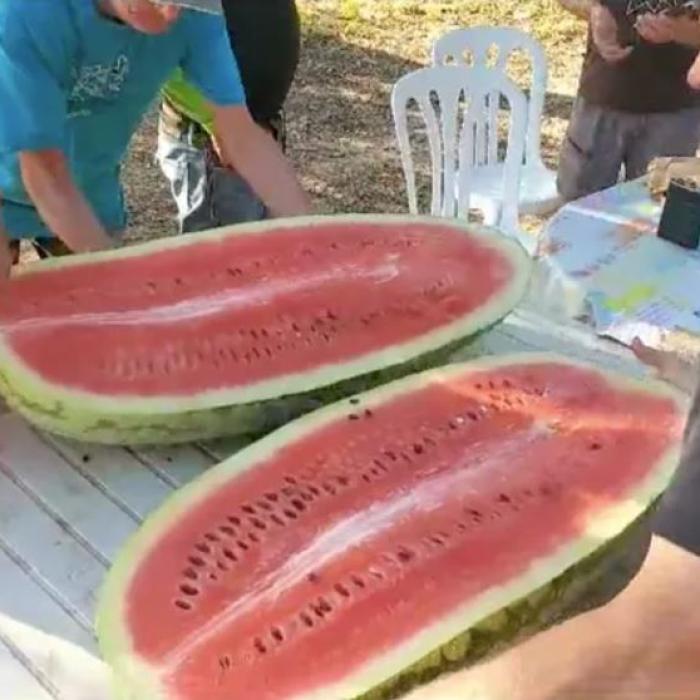 Un spaniol a cultivat un pepene verde de 75,5 kg: Nu există îngrășământ secret sau miraculos!