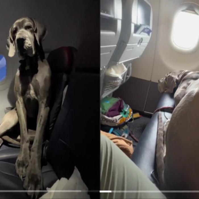 Proprietarul unui câine a fost nevoit să plătească trei locuri pentru ca patrupedul să poată călători cu el în avion