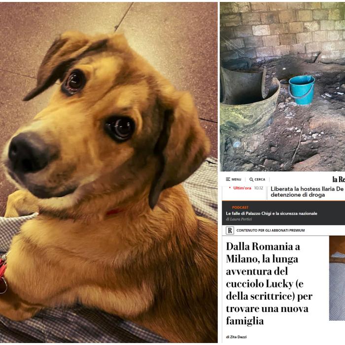 Din România la Milano: Aventura emoționantă a cățelușului Lucky, salvat de o scriitoare italiancă dintr-o magazie mizerabilă din Viscri