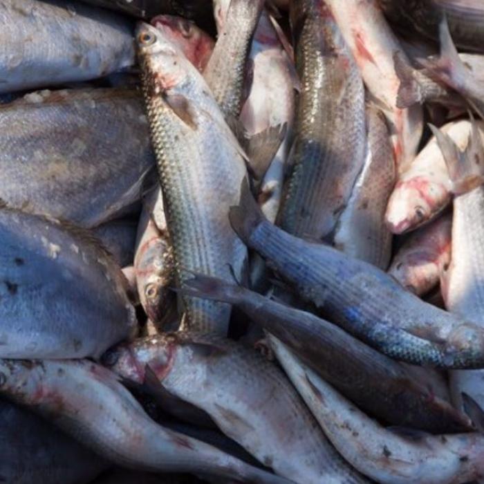 Un român prins cu sute de kilograme de pește în mașină. Polițiștii de frontieră au reacționat imediat