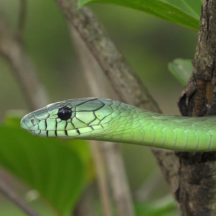 Alertă într-un oraş din Olanda: Un șarpe mamba verde, 'extrem de veninos', a evadat și se află în libertate