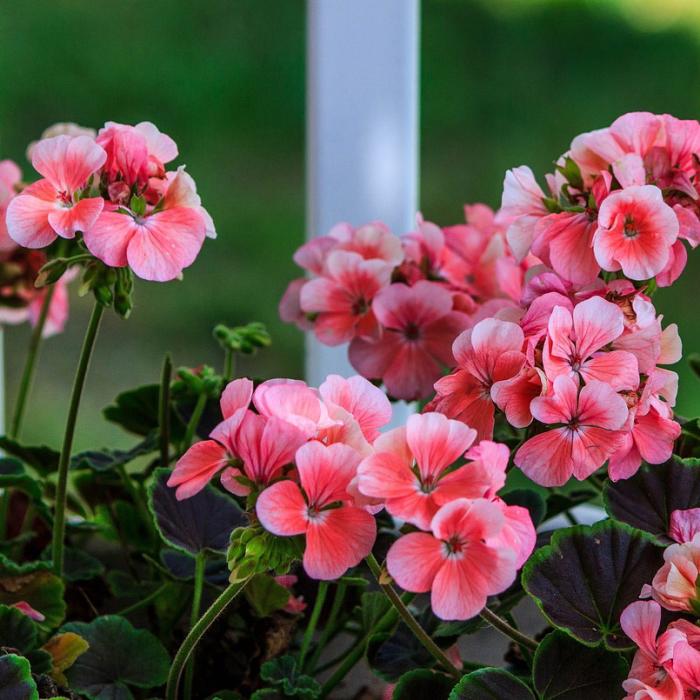 Grădinarii cu experiență folosesc semințele de in pentru înflorirea luxuriantă a plantelor de interior