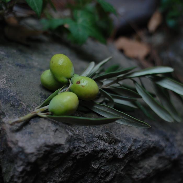 Prețul uleiului de măsline explodează pe fondul secetei din Spania