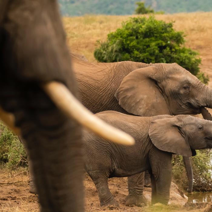 Seceta din Zimbabwe a ucis cel puțin 100 de elefanți. Expert: Schimbările climatice amenință conservarea resurselor naturale ale regiunii