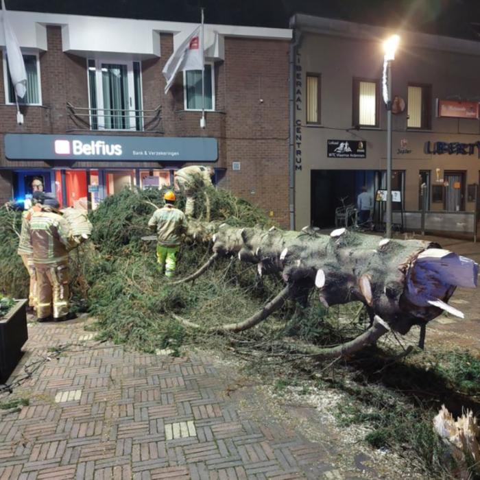 Un brad Crăciun s-a prăbușit într-o piață din Belgia. Primar: Ne gândim dacă vom mai investi în brazi atât de înalți!