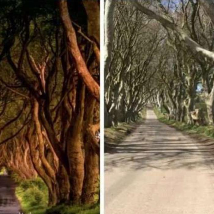 Copacii vechi de 300 de ani, deveniţi celebri datorită serialului ''Game of Thrones'', ar putea dispărea în 10-15 ani
