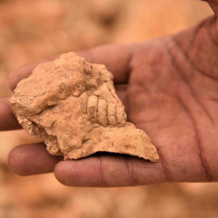 Fosile de dinozaur, unice în lume, descoperite într-un Geoparc din România