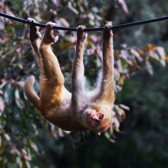 Oamenii de știință au clonat prima maimuță Rhesus din istorie, care va ajuta la cercetarea medicală umană