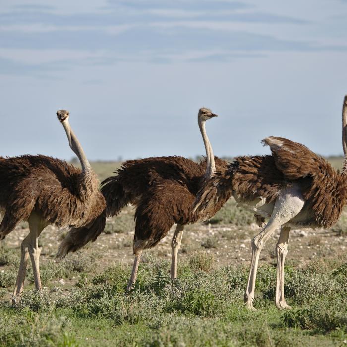 Un fermier român a părăsit diaspora și a dat lovitura cu o afacere cu struți: „Salariul de 1.000 de euro era foarte puțin”