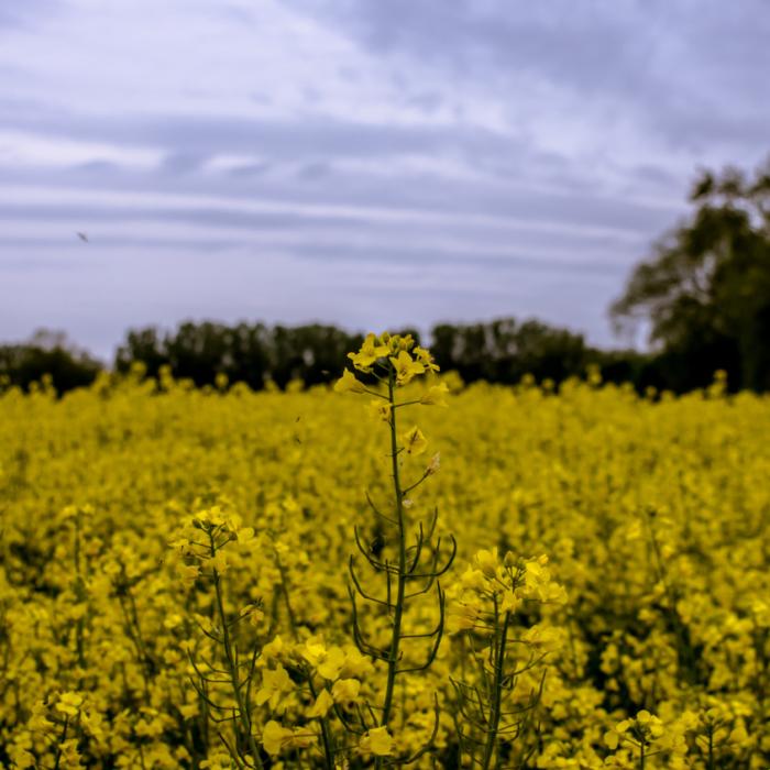 Alertă sanitară în Germania: Un lot de semințe de rapiță din România conține reziduuri enorme de pesticide 