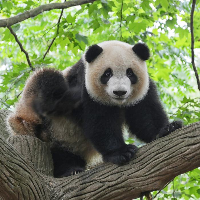 Peste 10 specii de animale riscă să dispară înainte de anul 2035. Expert: „Sunt și animale care se reproduc dificil“