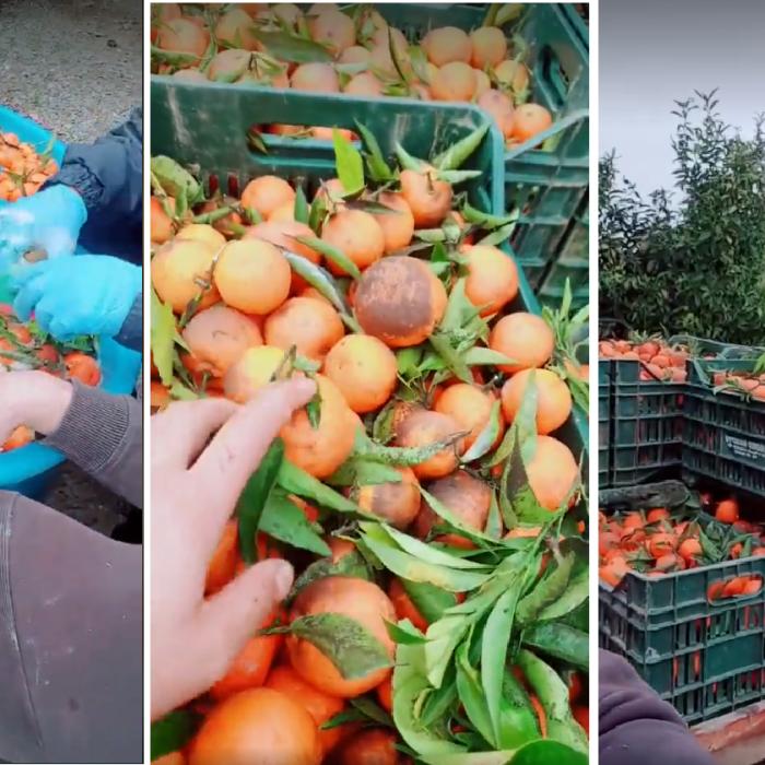 Un român din Italia exploata muncitorii aduși la portocale. Le lua chiar și din salarii 