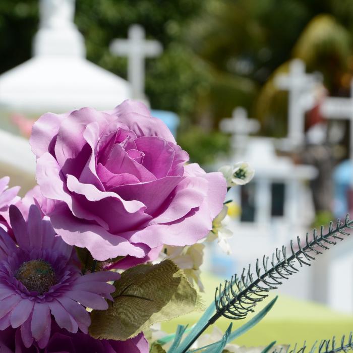 Descoperire uimitoare. Există un mamifer care are aceleași obiceiuri funerare ca oamenii: Își îngroapă puii și îi jelesc 