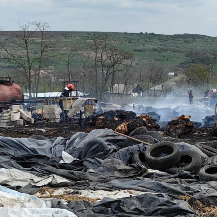 Fermă din Botoșani, curprinsă de flăcări: 70 de vaci au pierit în urma incendiului / FOTO