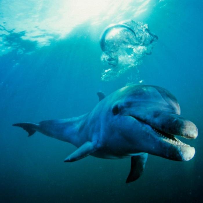 Craniul unui delfin din urmă cu 16 milioane de ani a fost descoperit în Peru