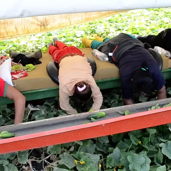 Doi culegători de căpșuni români din Germania, închiși pentru 64 de furturi comise pe parcursul a două luni