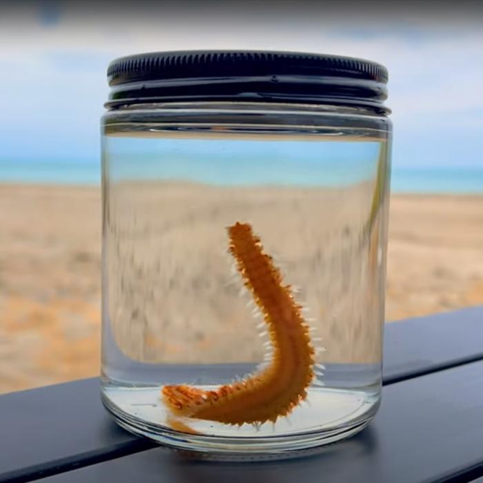 Îngrijorare în Italia. Viermele de foc a invadat plajele. Operatorii din turism se tem că ar putea fi o vară grea