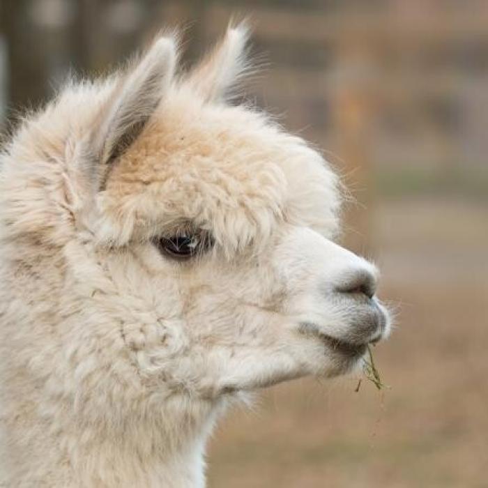 SUA: prima alpaca testată pozitiv la virusul gripei aviare