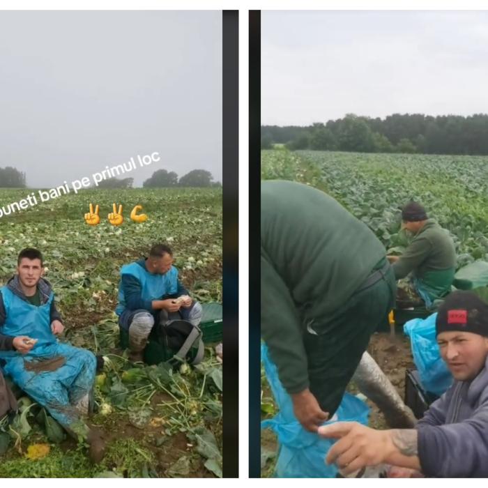 Mesajul unor români, aflați la muncă pe câmp, în Germania: "Vii și îți negociezi sănătatea. Ia uitați ce bine e aici"