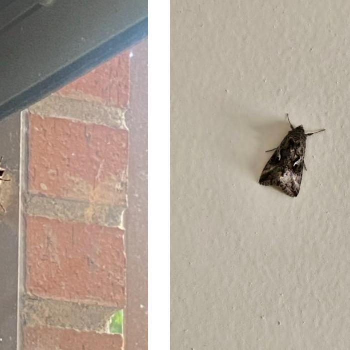 Invazie de molii gigantice în Spania: Locuitorii speriați au umplut internetul de poze cu insectele. Explicația specialiștilor