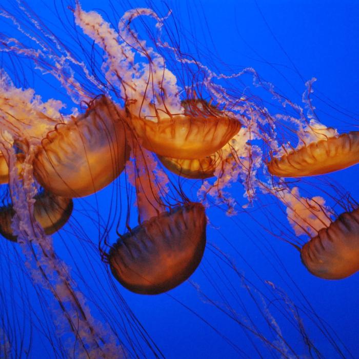 Invazie de meduze pe plajele Spaniei. Cum identificăm speciile periculoase / FOTO