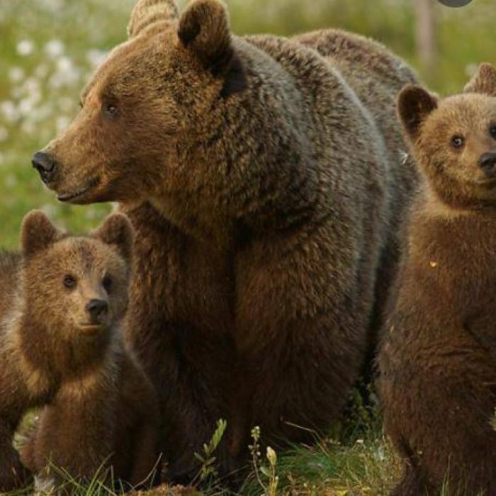 Ursoaică ucisă, după ce a atacat o turistă franceză. Femeia: „Mă simt vinovată, a vrut doar să-și protejeze puii”