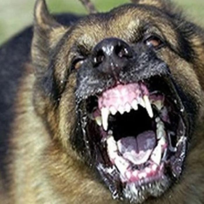 O fetiță româncă de 4 ani a fost atacată grav de un câine în timp ce era în vacanță cu familia în Italia